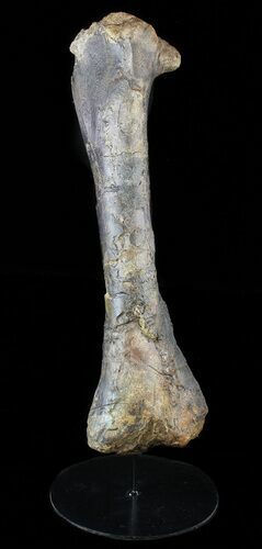 Camptosaurus Tibia With Custom Metal Stand #56364